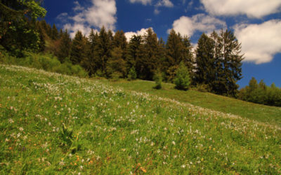 Le chemin des narcisses, la neige de mai