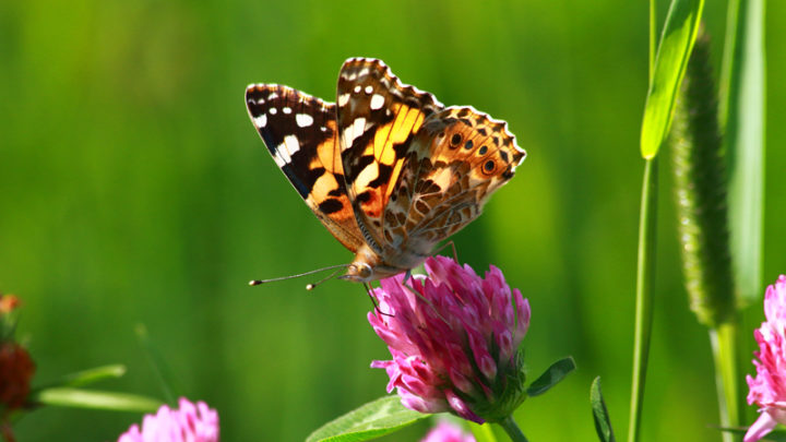 Belle dame (Papillon)