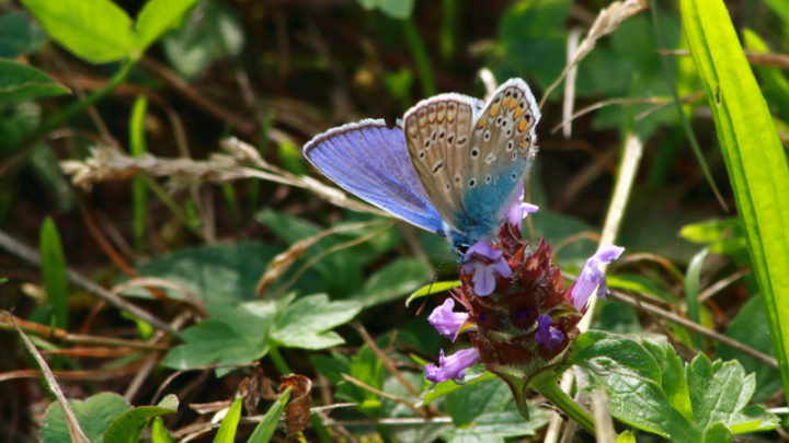 Azuré bleu céleste (Papillon)