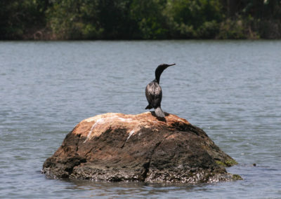 Grand cormoran, Maduganga Lake, Sry Lanka