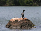 Grand cormoran, Maduganga Lake, Sry Lanka