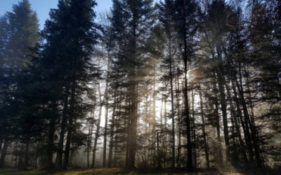 Indices animaliers au Mont Vuarat