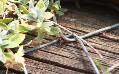 Vevey – Moille-Saulaz