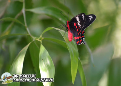 Galerie d’images - Papillons des iles