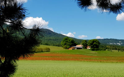 L’Ancienne Abbaye de Bonmont