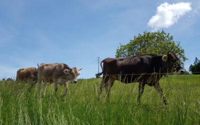 Abbaye de la Fille-Dieu