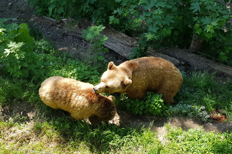 Ours brun Ours brun