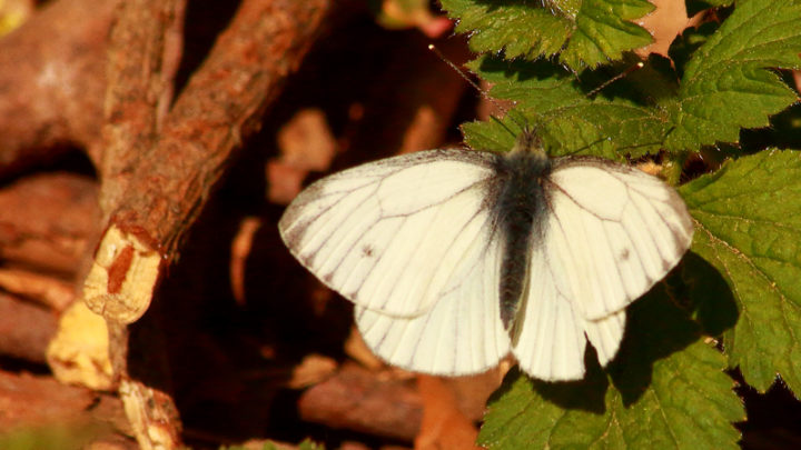 Piéride (Papillon)