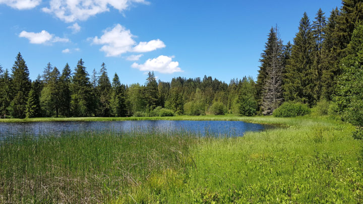 Etang de la Gruère
