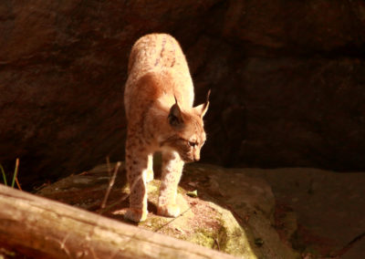 Lynx boréal, Zoo des Marécottes, Valais, Suisse