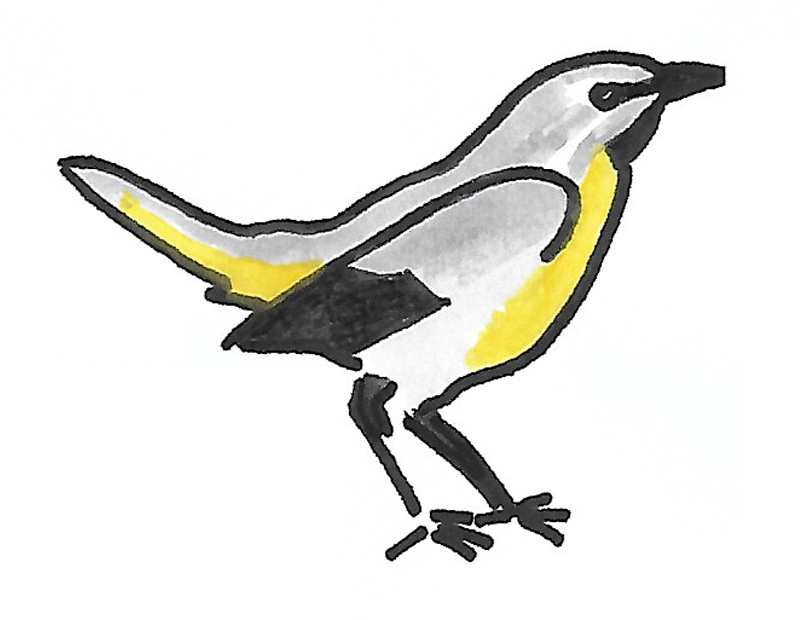 Bergeronnette des ruisseaux - Détail