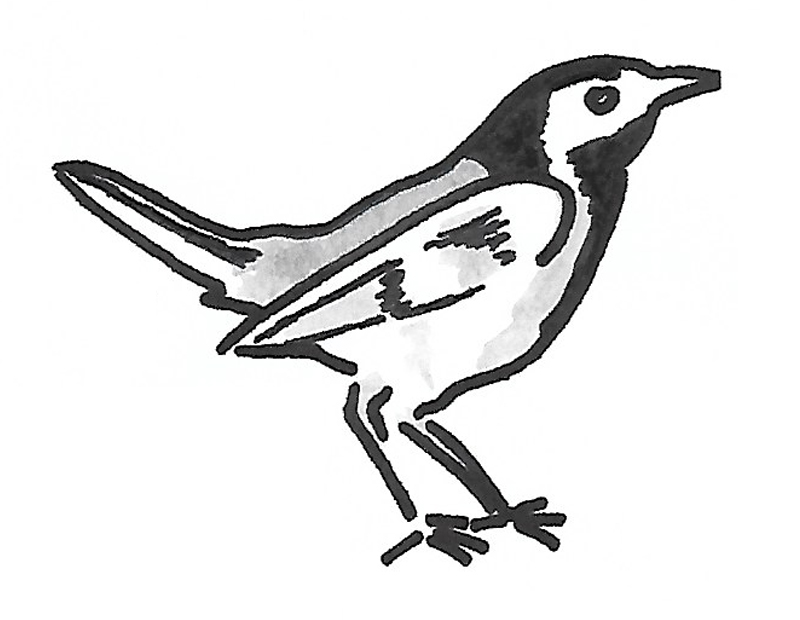 Bergeronnette grise - Détail