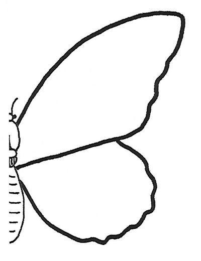 Détermination - Lépidoptère - Blanc - Fig. 001