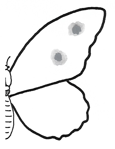 Détermination - Lépidoptère - Blanc - Fig. 002