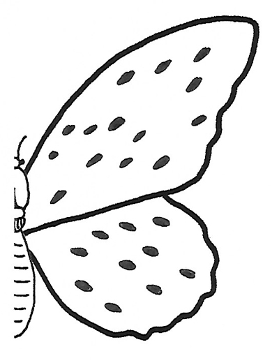 Détermination - Lépidoptère - Blanc - Fig. 004