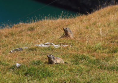 Marmotte des Alpes, Col de la Gemmi, Loèche-les-Bains, Valais, Suisse