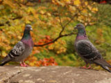Pigeon biset, Vevey, Vaud, Suisse