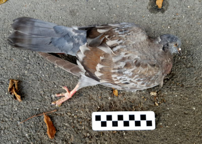Pigeon biset - Anatomie, Territet, Vaud, Suisse