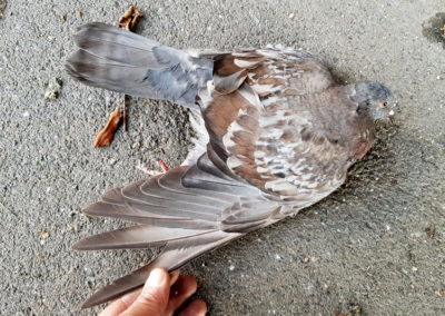 Pigeon biset - Anatomie, Territet, Vaud, Suisse