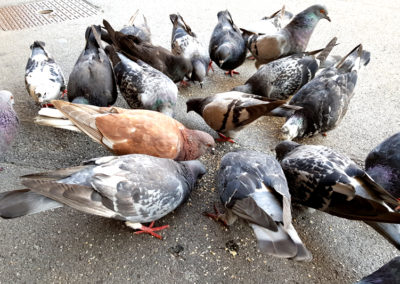 Pigeon biset (des villes), Montreux, Vaud, Suisse