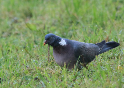 Pigeon ramier, Caux, Vaud, Suisse