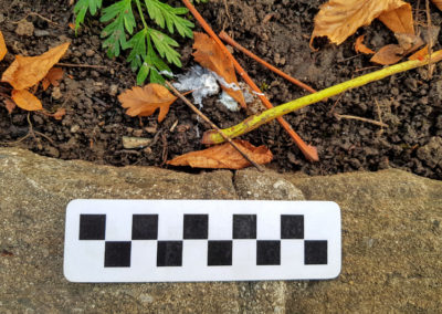 Corneille noire - Fientes