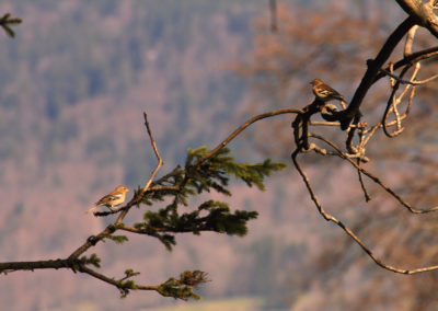Pinson des arbres, Les Monts-de-Corsier, Vaud, Suisse