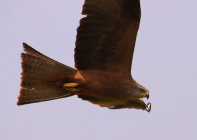 Buse variable, Puidoux, Vaud, Suisse