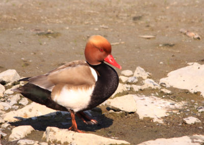 Nette rousse, Réserve naturelle des Grangettes, Villeneuve, Vaud, Suisse