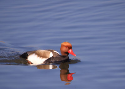 Nette rousse, Réserve naturelle des Grangettes, Villeneuve, Vaud, Suisse