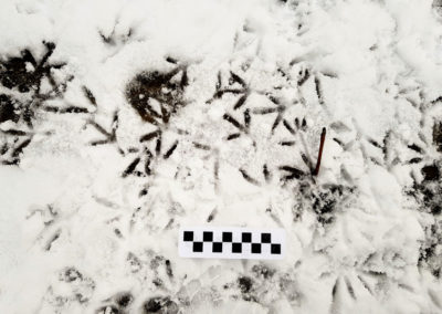 Pigeon biset (domestique) - Empreinte