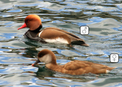 Nette rousse, Montreux, Vaud, Suisse