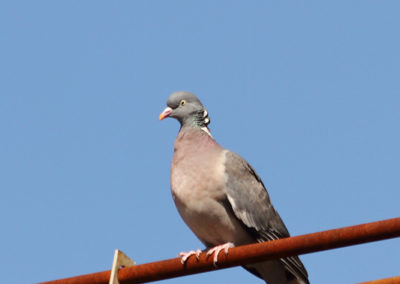 Pigeon ramier, Corsier-sur-Vevey, Vaud, Suisse