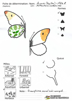 Aurore (Papillon) - Mâle - Fiche de détermination