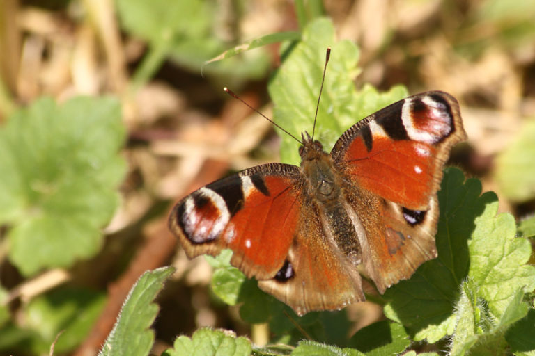 accompagnateur-en-montagne-papillon-ocelle-orange-rouge-brun