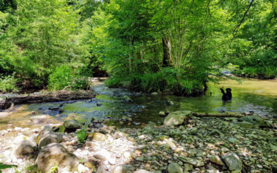 Sentier de la cascade de Crissier