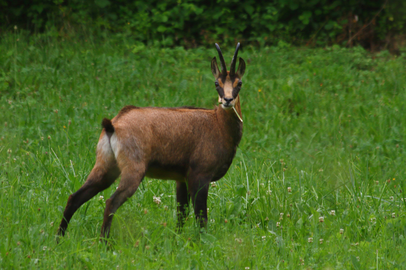 Accompagnateur En Montagne Chamois Des Alpes Chamois Des Alpes 