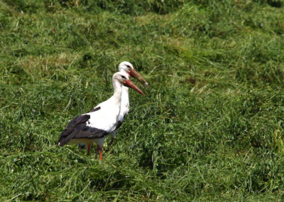 Cigogne blanche, Burtigny, Vaud, Suisse