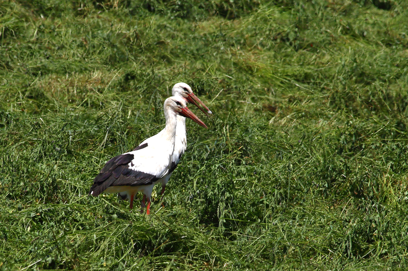 Cigogne blanche Cigogne blanche