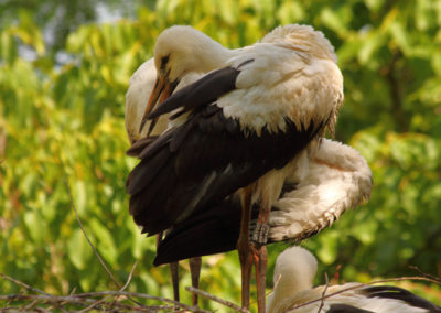 Cigogne blanche, Zoo de Zurich, Zurich, Suisse