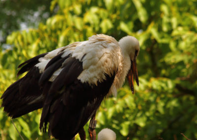 Cigogne blanche, Zoo de Zurich, Zurich, Suisse