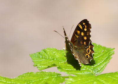 Tircis (Papillon), Vevey, Vaud, Suisse