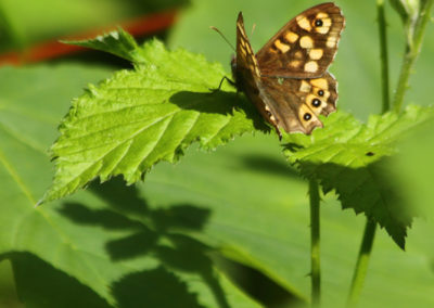 Tircis (Papillon), Vevey, Vaud, Suisse