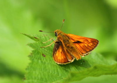 Hespérie sylvaine (Papillon), Reserve des Grangettes, Villeneuve, Vaud, Suisse