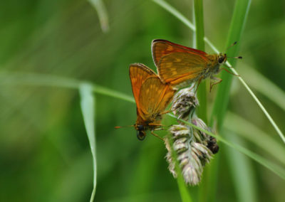Hespérie sylvaine (Papillon) - Amours, Reserve des Grangettes, Villeneuve, Vaud, Suisse