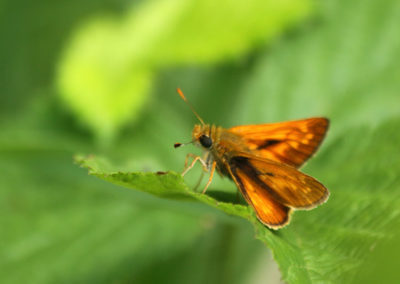 Hespérie sylvaine (Papillon), Reserve des Grangettes, Villeneuve, Vaud, Suisse