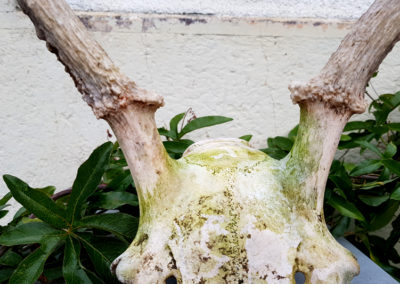 Cerf élaphe - Bois - Crâne et bois d'un cerf d'une année