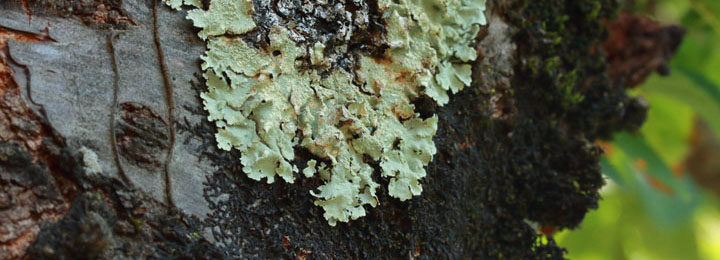 Lichens foliacés