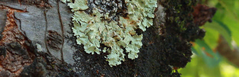 Lichens foliacés