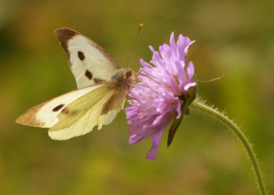 Piéride (Papillon), Vevey, Vaud, Suisse